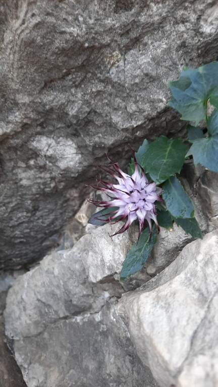 Ferrata Silvano de Franco (Resegone) - foto 32