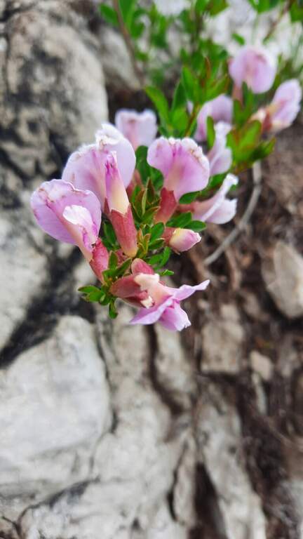 Ferrata il Nido dei Santa Croce (Corna Maria) - foto 53