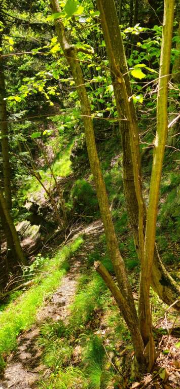 Ferrata Ciardelli (Bourcet) - foto 31